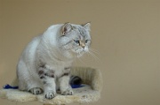 BRITISH SHORTHAIR 009